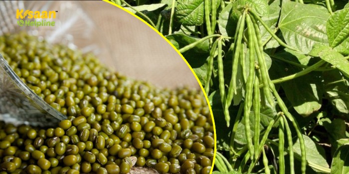 जानिए ग्रीष्मकालीन (जायद) मूँग की उन्नत खेती और लाभ के बारे में